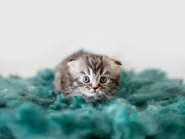 Británico esponjoso gatito de orejas entrecortadas. Cuidado y cuidado —  Fotos de Stock