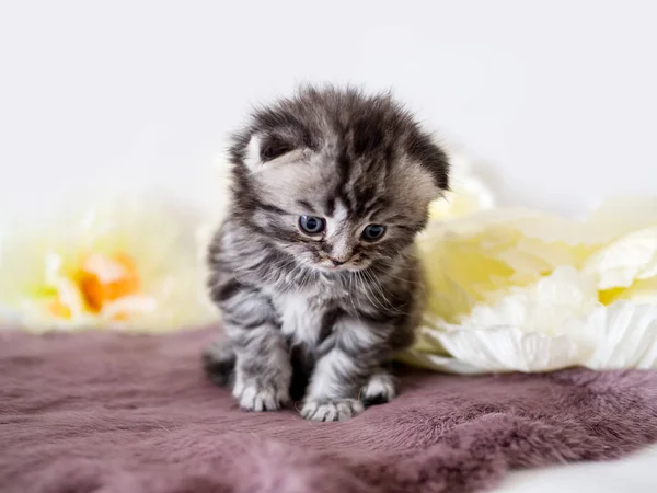 Pequeno gatinho dobrado — Fotografia de Stock