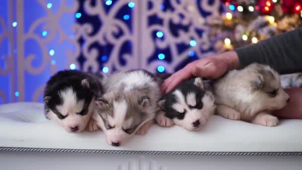 Sleeping little husky puppies in the new year holiday — Stock Video