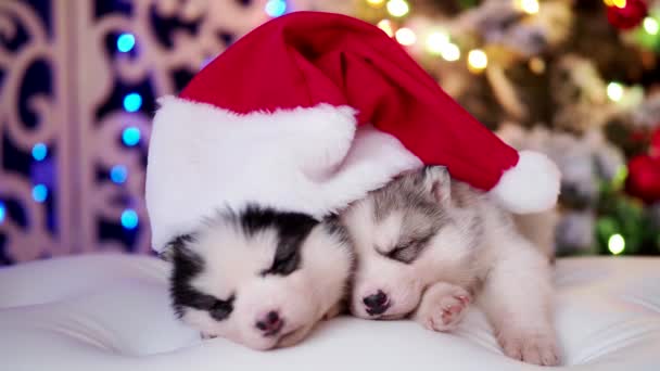 Husky pedigreed puppies with Santa hat sleep in the holiday room — Stock Video
