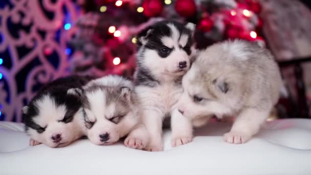 Husky cachorros primer plano en un interior de Año Nuevo. 4K — Vídeos de Stock