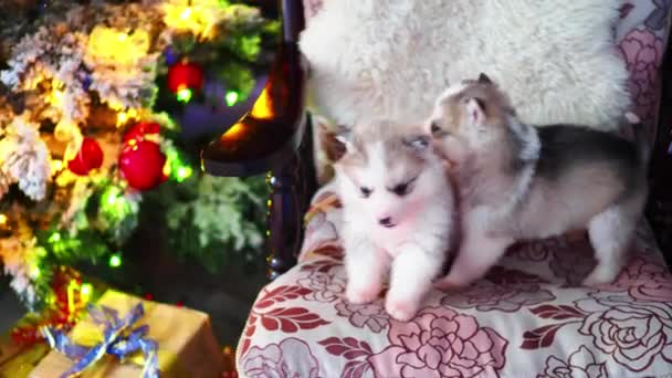 Dos cachorros husky cerca del árbol de Año Nuevo — Vídeos de Stock