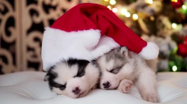İki safkan küçük yavru kırmızı Santa şapka içinde Noel ağacının yanında yanan çelenk ile yatıyor musun