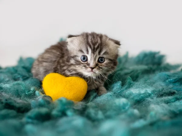 Korkmuş lop-eared küçük kedi yavrusu. Scotsman. Safkan yavru kedi. — Stok fotoğraf