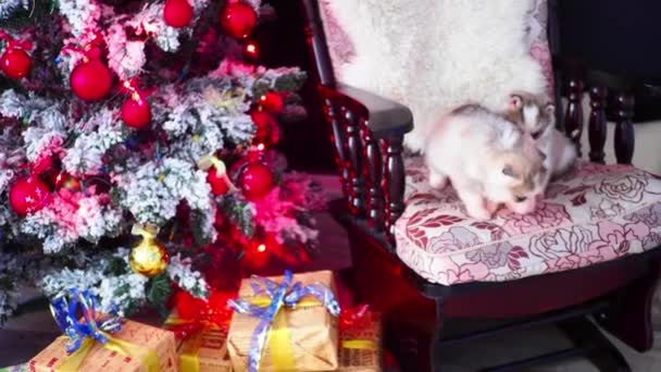Fajtiszta kis husky kölykök: az új év tree. Szilveszter és a karácsony — Stock videók