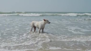 Yalnız dolaşan beyaz köpek Hint Okyanusu kıyısında kum üzerinde duruyor. 4k