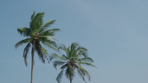 Svěží zelené palmy proti obloze. Indie. Goa. 4k — Stock video