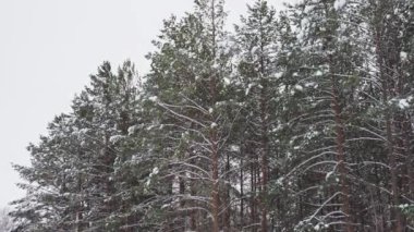 kış orman çam karda