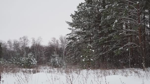 Inverno paisagem florestal — Vídeo de Stock