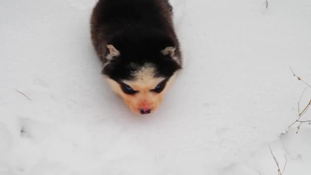 Kleiner Husky-Welpe am Winternachmittag — Stockvideo