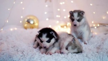 Husky safkan yavrular