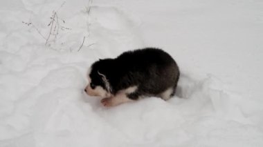 Safkan husky yavrusu kış yürüyüş için