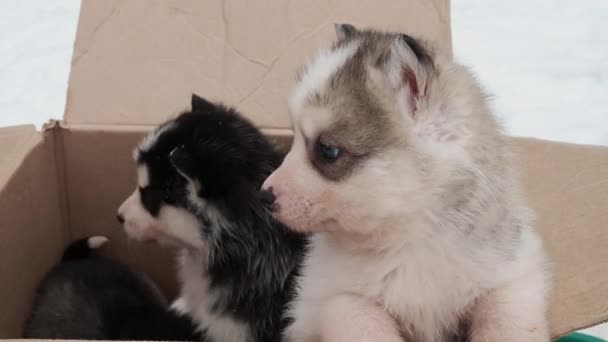 Cute little husky puppies in a box — Stock Video