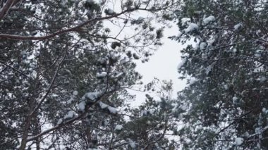 Çamın dalları karla kaplı. Alt görünümü