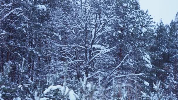 Schnee bedeckt schönen Wald an einem Winternachmittag. 4k — Stockvideo