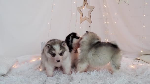 Three puppies husky — Stock Video