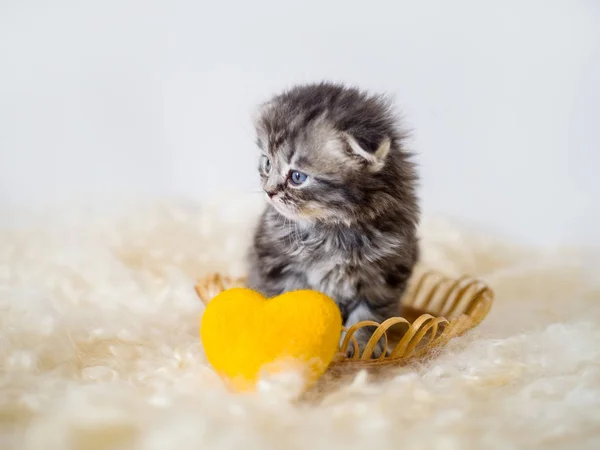 Pequeño copo de pura raza en una cesta de paja con un corazón de lana amarilla. Kitty. —  Fotos de Stock