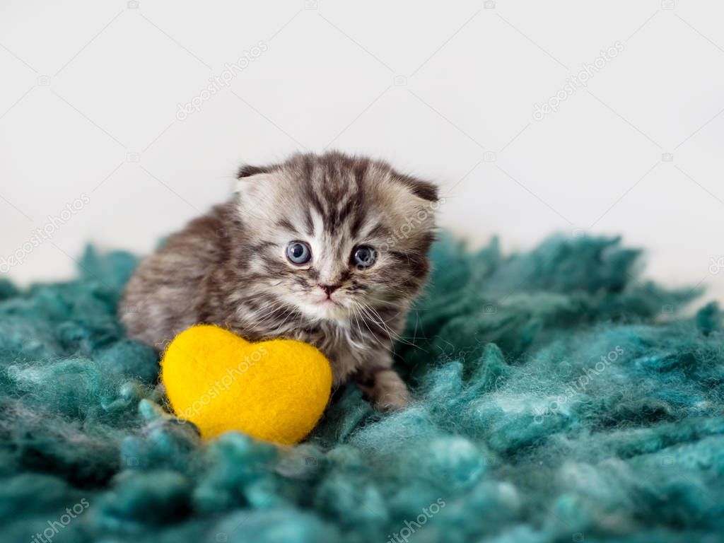 Portrait of a scared fold Scottish kitten sitting on a green woolen blanket