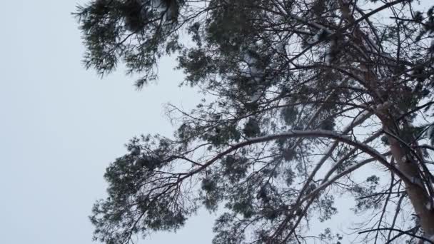 Στέμμα Των Δέντρων Πεύκων Βράδυ Χειμώνα Κάτω Όψη — Αρχείο Βίντεο