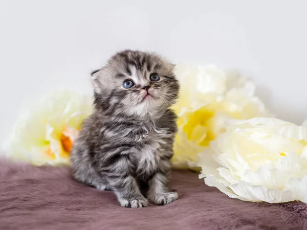 El pequeño escocés esponjoso de pura raza mira hacia arriba. Retrato de un gatito entre flores —  Fotos de Stock