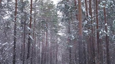 karlı ve soğuk kış orman