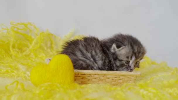 Um pequeno lindo gatinho de raça pura senta-se em uma cesta de palha com um coração amarelo. Escocês — Vídeo de Stock