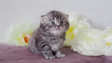 Güzel safkan kabarık kedi yavrusu esniyor. Scotsman 4k