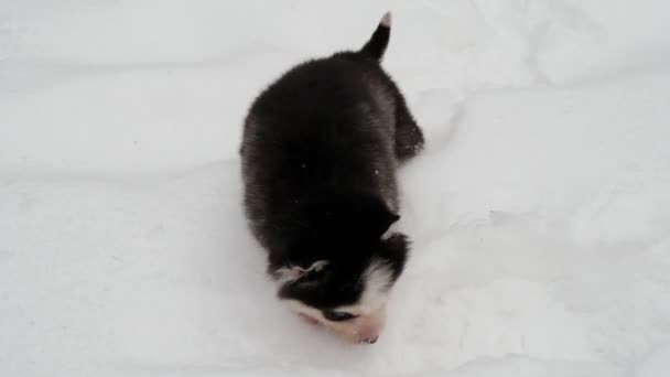 Schwarzer Welpe Husky im Winter im Freien — Stockvideo