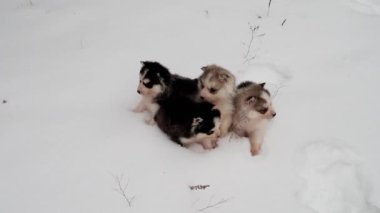 Dört küçük güzel husky yavru kar üzerinde bir kış gününde titremeye. 4k