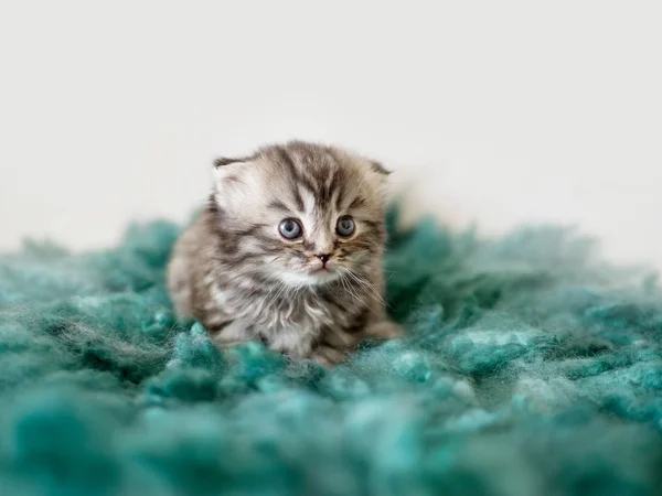 Beautiful little lop-eared british kitten on a green rug — Stock Photo, Image