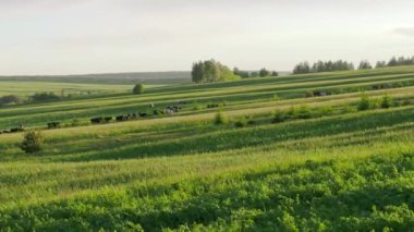 Bir yaz yeşil alan üzerinde ineklerin sürüsü. 4k