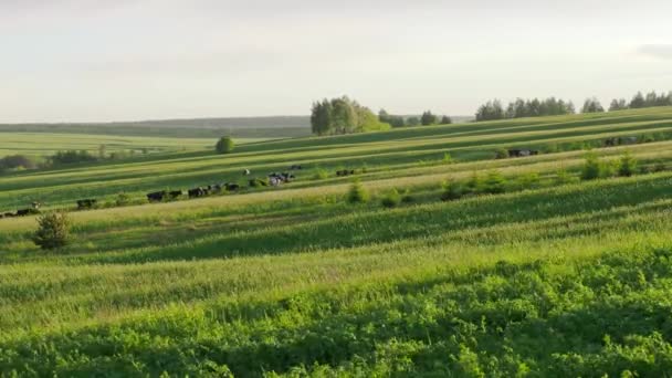 Стадо коров на летнем зеленом поле. 4K — стоковое видео