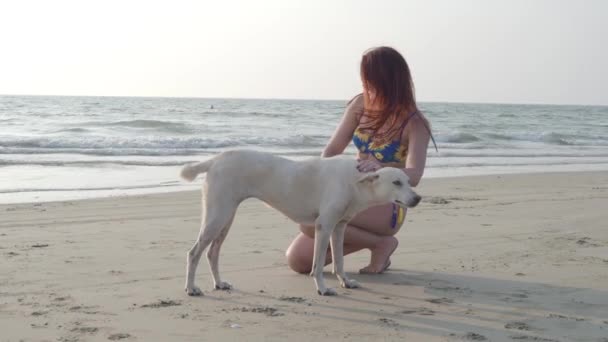 Güzel bir ince kız beyaz bir köpek sahilde bir yaz gününde okşayarak bir mavi Mayo içinde. 4k — Stok video
