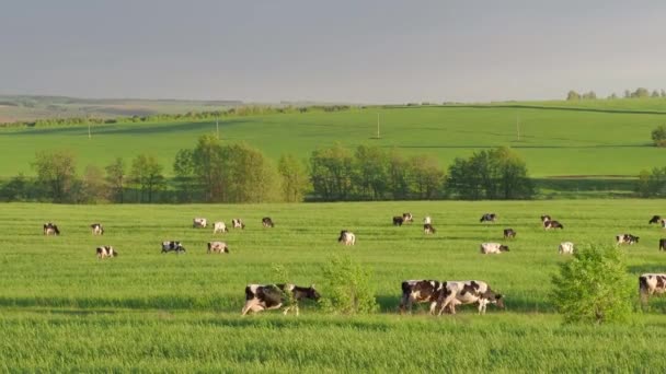 Manada de vacas pastando en el campo verde de verano. 4K — Vídeo de stock