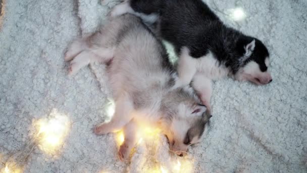 Beautiful little husky puppies sleep — Stock Video