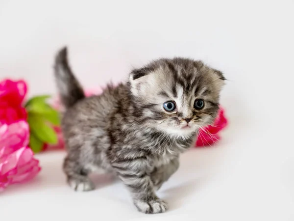 Pequeno gatinho escocês fofo no fundo branco — Fotografia de Stock