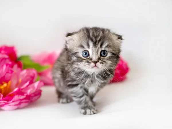 Little fluffy kitten on a white background with flowers — Stock Photo, Image