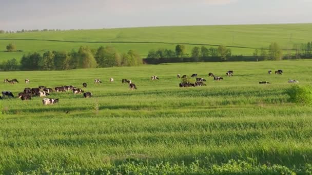 Большое стадо коров пасётся на зелёном лугу в летний день. 4K — стоковое видео