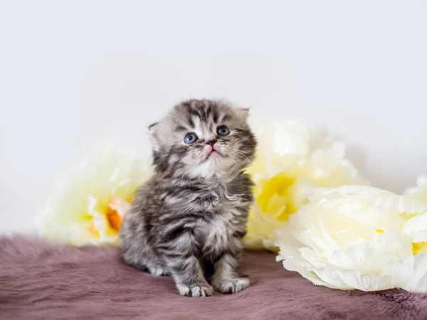 Beautiful newborn kitten with blue eyes. Scotsman — Stock Photo, Image