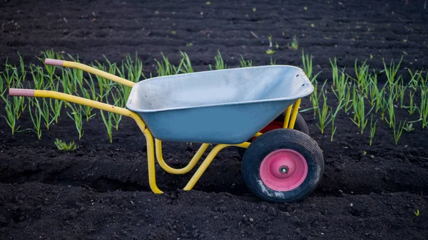 Metal coche vacío en el jardín en las camas con ajo verde —  Fotos de Stock