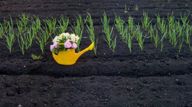 Yellow plastic watering can in the garden in the spring clipart