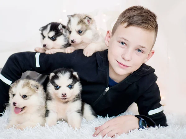 Портрет красивого мальчика и четырех хаски щенков на белом фоне — стоковое фото