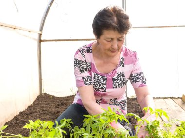 Olgun beyaz kadın bir serada çalışıyor. Bahçede çalışmak