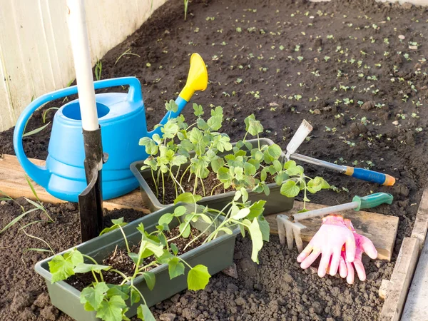 Bahçede fide ve bahçe ekipmanları — Stok fotoğraf