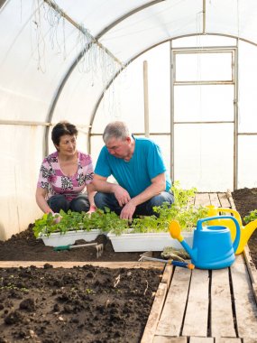 Yaşlı evli çift bir serada çalışıyor