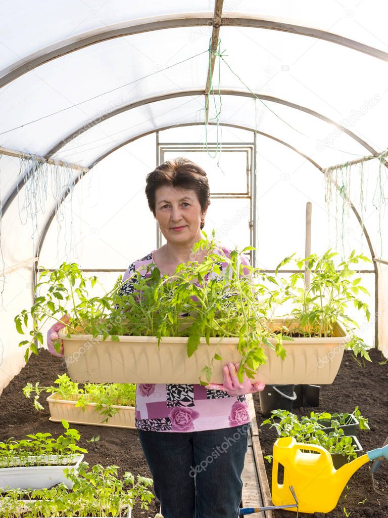 Portrait of a woman in a greenhouse with tomato seedlings
