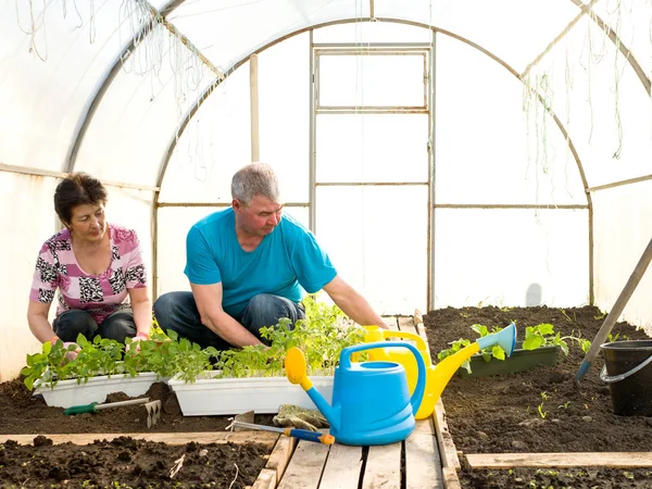 Kvinna och man planterar plantor i ett växthus — Stockfoto