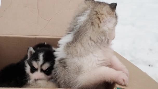 Cuatro cachorros husky de pura raza en un cartón — Vídeos de Stock