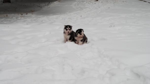 Két aranyos husky kölykök sétálni télen — Stock videók