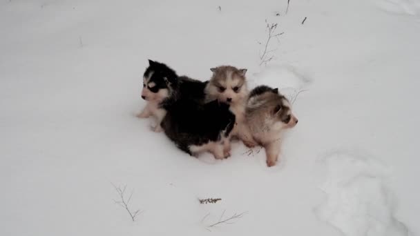 Kleine Husky-Welpen auf der Straße am Winternachmittag — Stockvideo